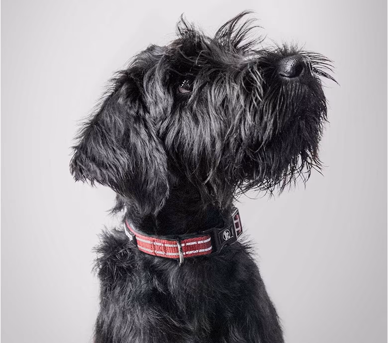 Ringer, unser Agenturhund