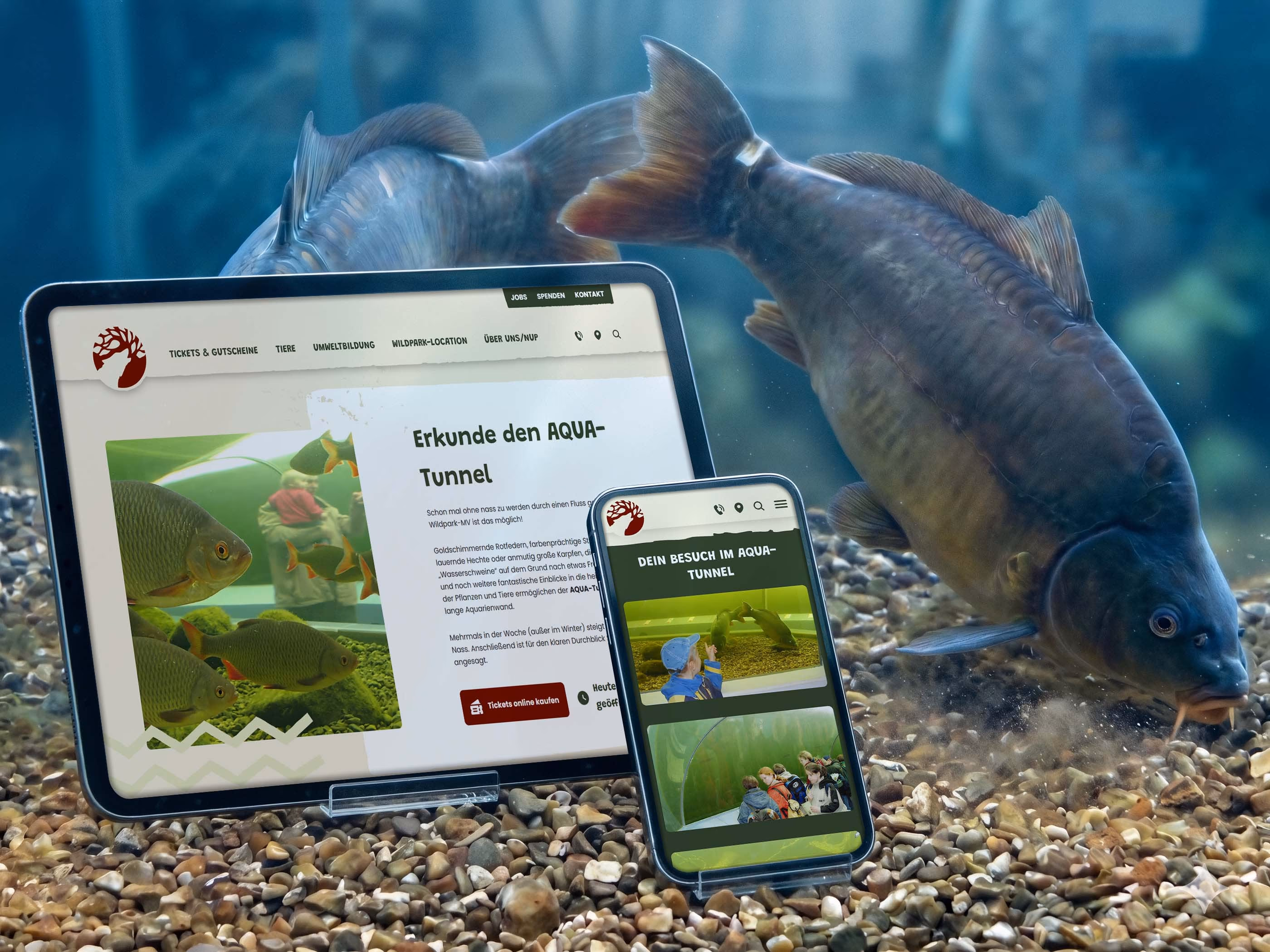 AQUA-Tunnel-Seite des Wildpark-MV auf Tablet und Smartphone vor Karpfen im Aquarium
