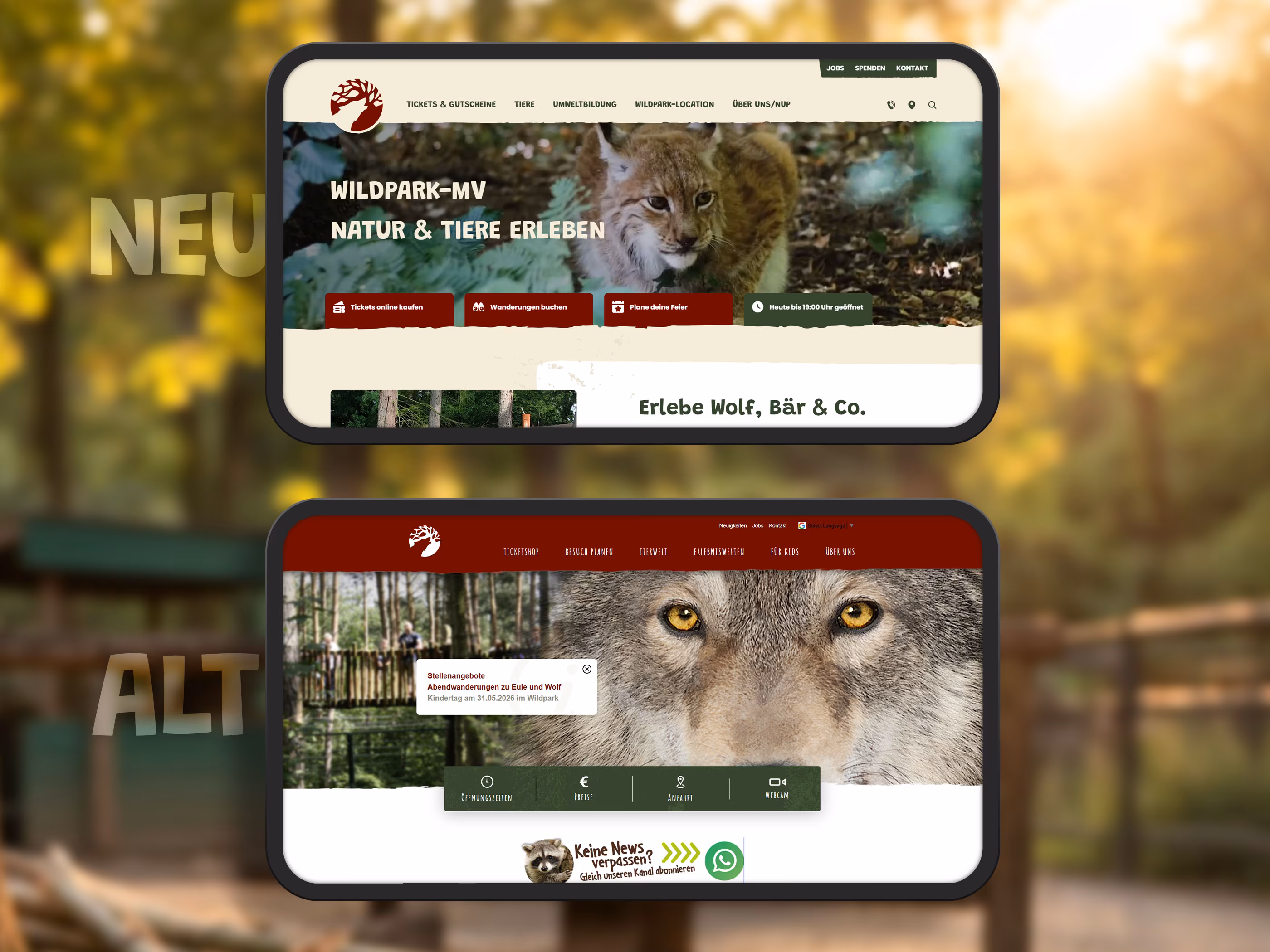 Vorher-Nachher-Vergleich der alten und neuen Wildpark-MV Webseite auf zwei Smartphones